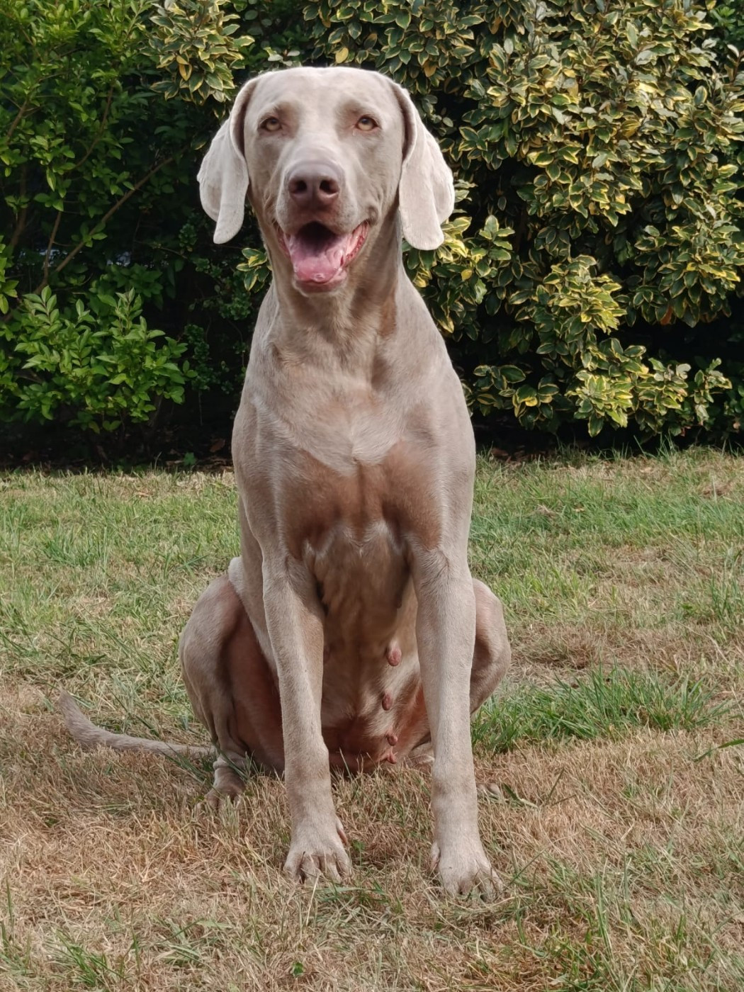 rebelle (Sans Affixe)