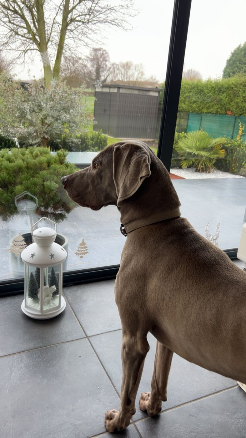 première portée adulte